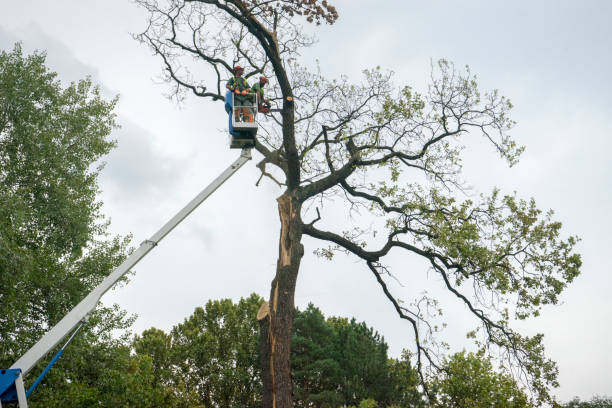 Best Root Management and Removal  in Clifton Forge, VA