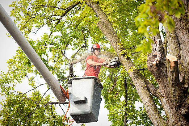 Best Tree Trimming and Pruning  in Clifton Forge, VA