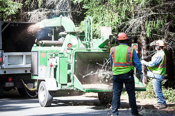 Best Tree Removal  in Clifton Forge, VA