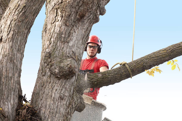 Tree and Shrub Care in Clifton Forge, VA